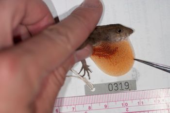 Media type: image;   Herpetology R-186209